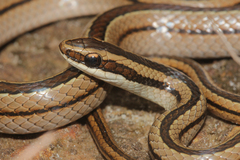Lined Ground Snake photo 1