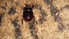 Strategus antaeus