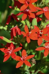 Silene regia