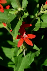 Silene regia
