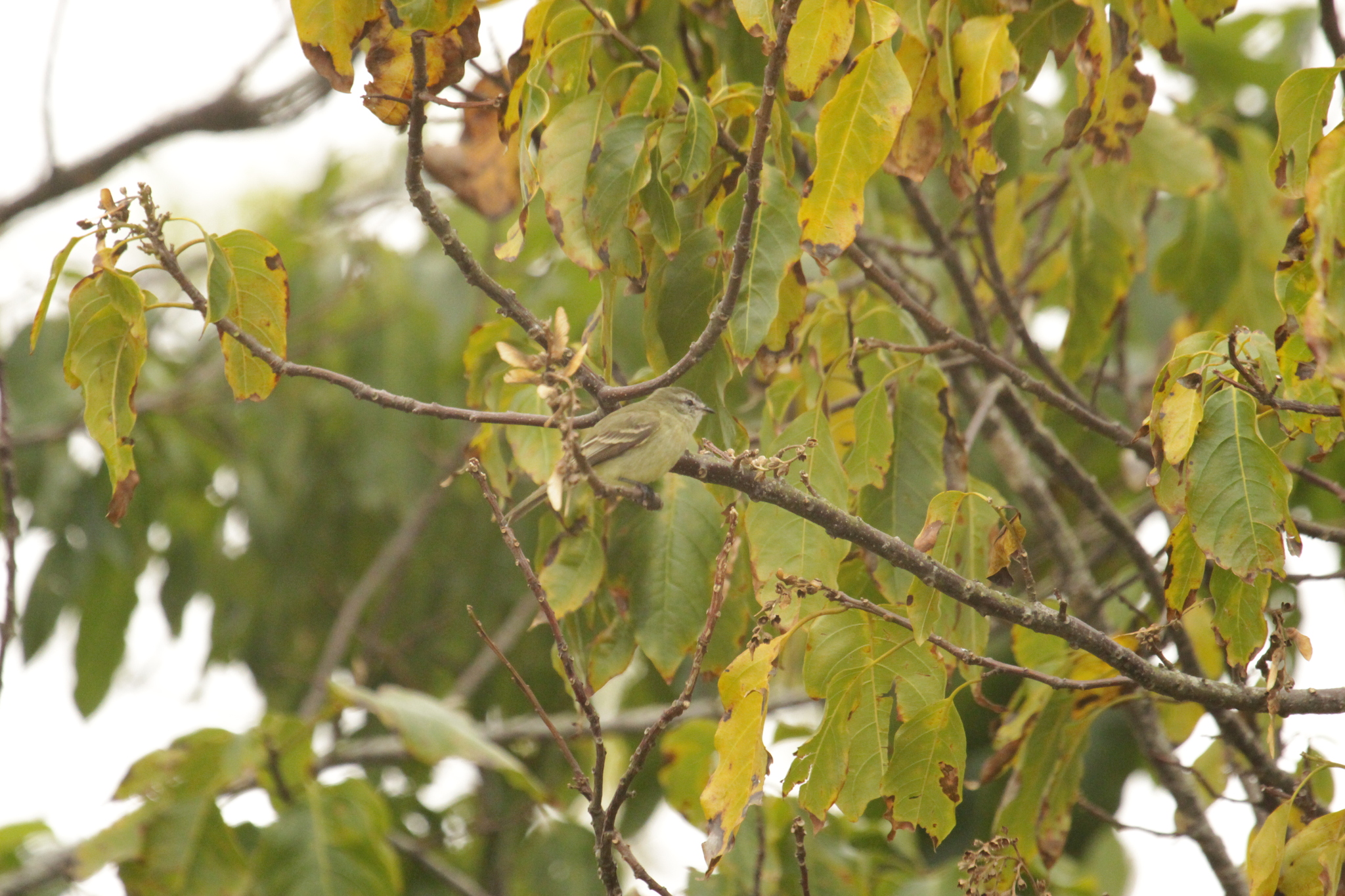 Planalto Tyrannulet illustration