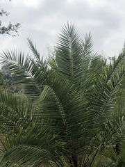 Phoenix dactylifera