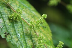Laportea interrupta, photograph author not stated, no rights reserved