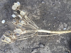 Lomatium dissectum