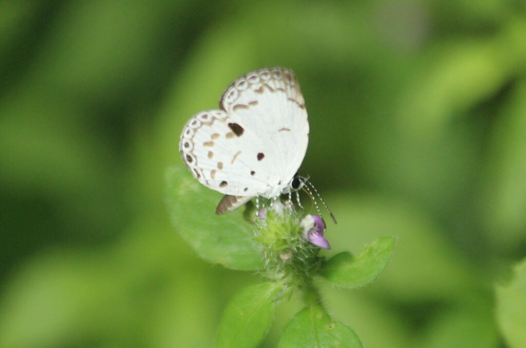 Common Quaker
