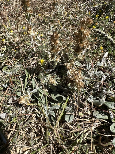 Image of Gamochaeta ustulata by no rights reserved