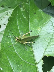 Chromacris psittacus