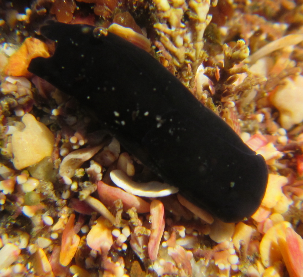 Melanochlamys