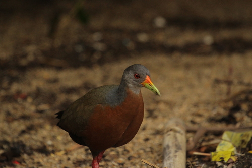 Little Wood Rail (Aramides mangle), photo 2