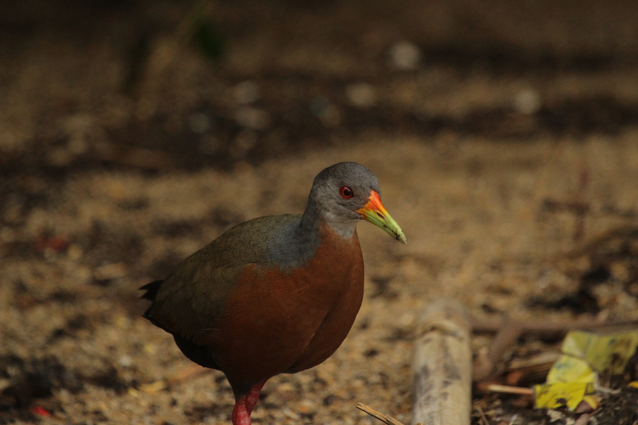 Little Wood Rail (Aramides mangle), photo 2