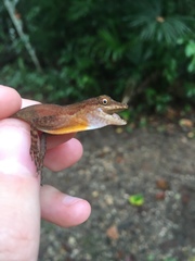 Anolis apletophallus