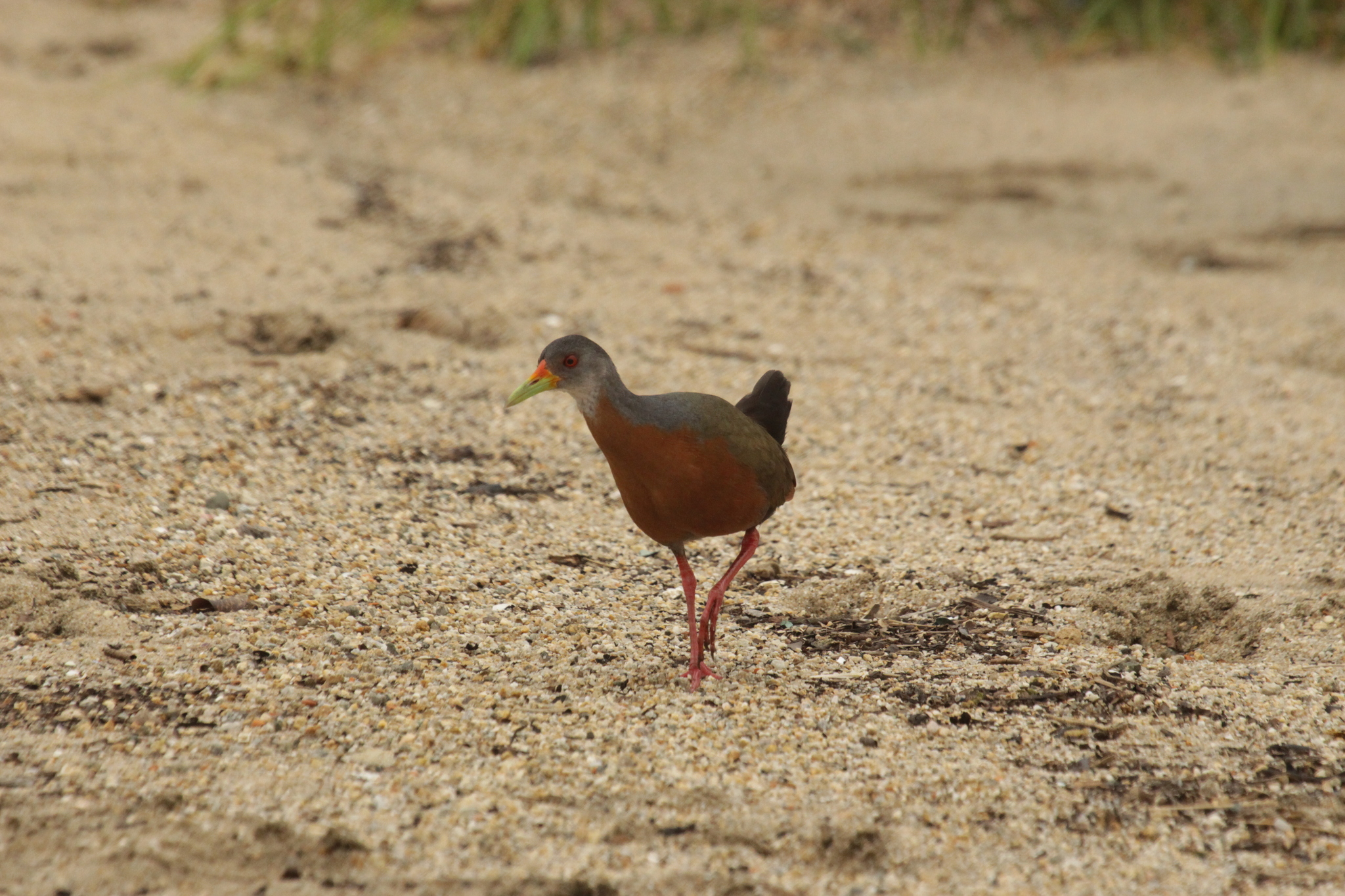 Little Wood Rail (Aramides mangle), photo 4