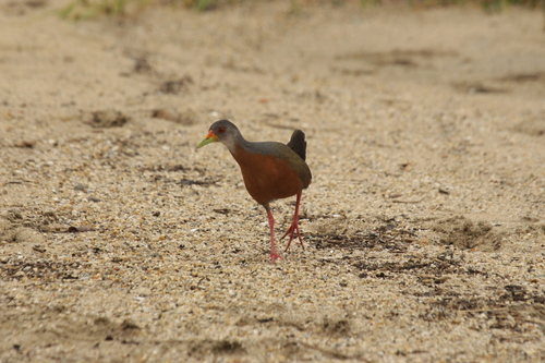 Little Wood Rail (Aramides mangle), photo 3