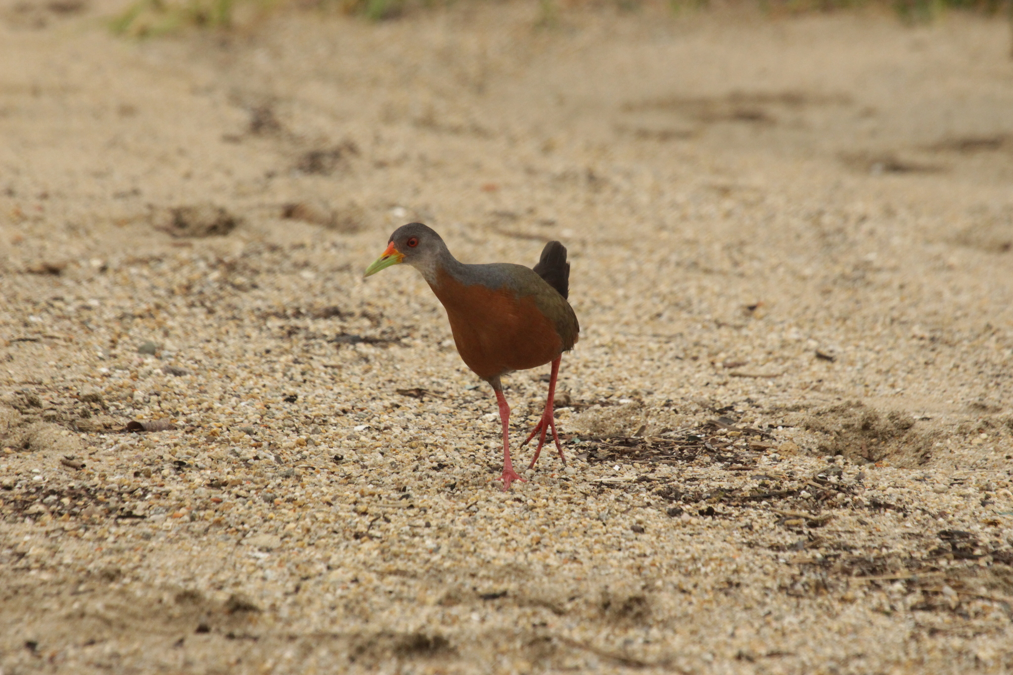 Little Wood Rail (Aramides mangle), photo 3