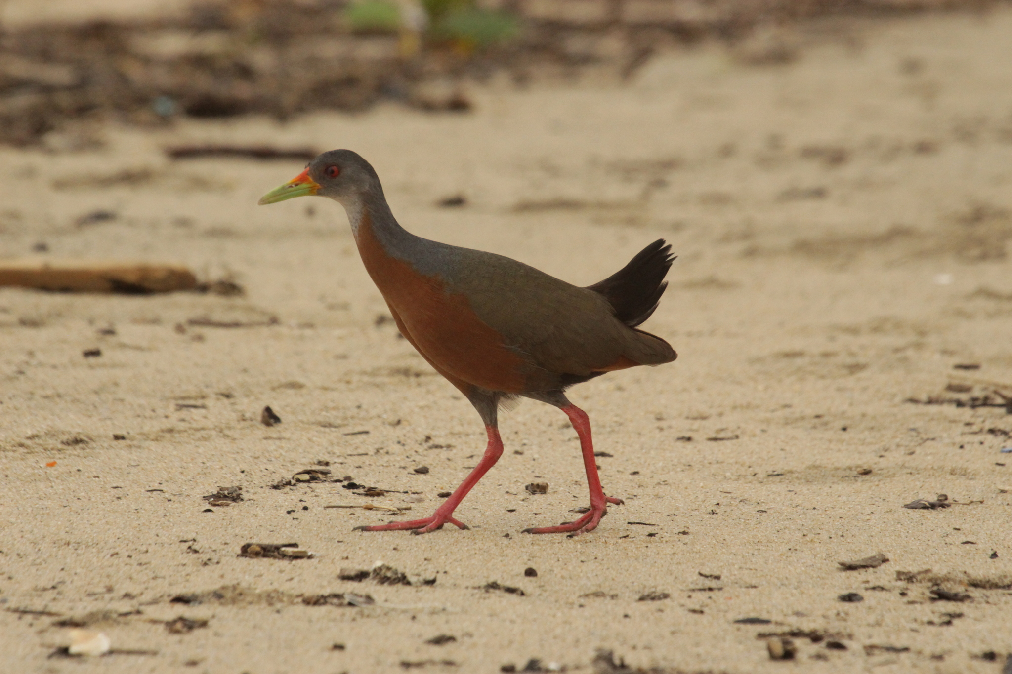 Little Wood Rail (Aramides mangle), photo 5