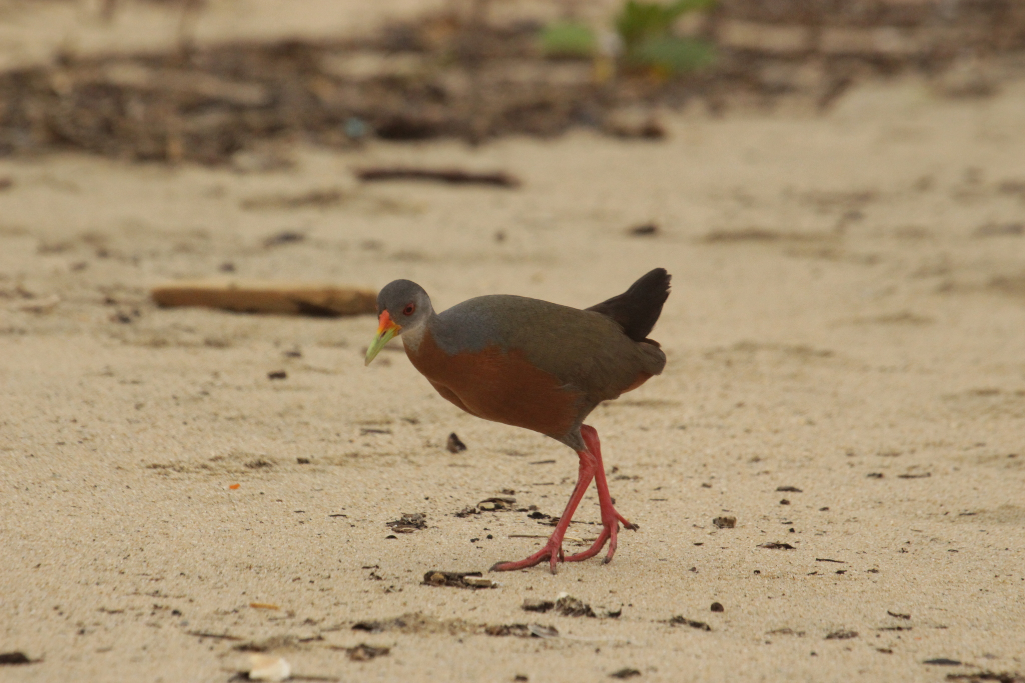 Little Wood Rail (Aramides mangle), photo 6