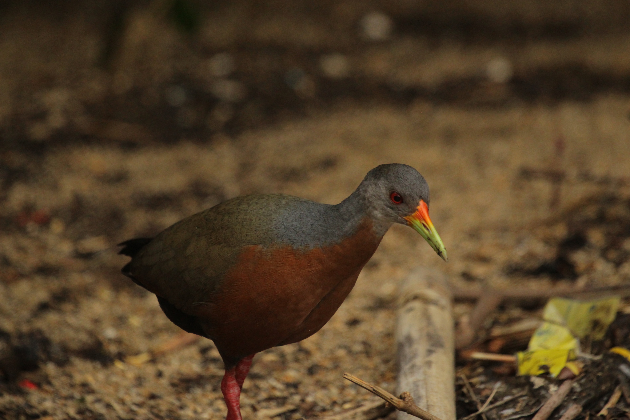 Little Wood Rail (Aramides mangle), photo 7