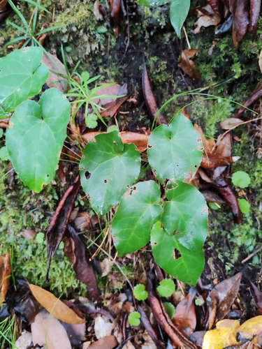 Image of Epimedium pinnatum by (c) Ljaž, some rights reserved (CC BY)