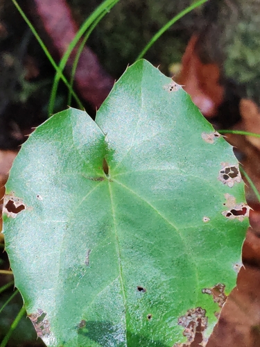 Epimedium pinnatum, photograph 1