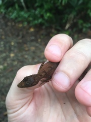 Anolis apletophallus