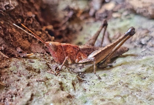 Silvitettix ricei