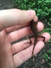 Anolis apletophallus