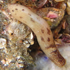 Phascolosoma annulatum