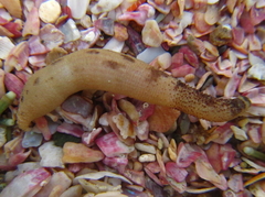 Phascolosoma annulatum