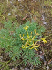Lomatium brandegeei