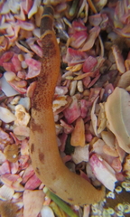 Phascolosoma annulatum