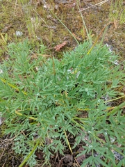 Lomatium brandegeei