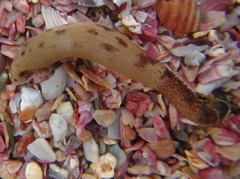 Phascolosoma annulatum