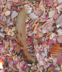 Phascolosoma annulatum