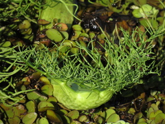 Ceratopteris pteridoides