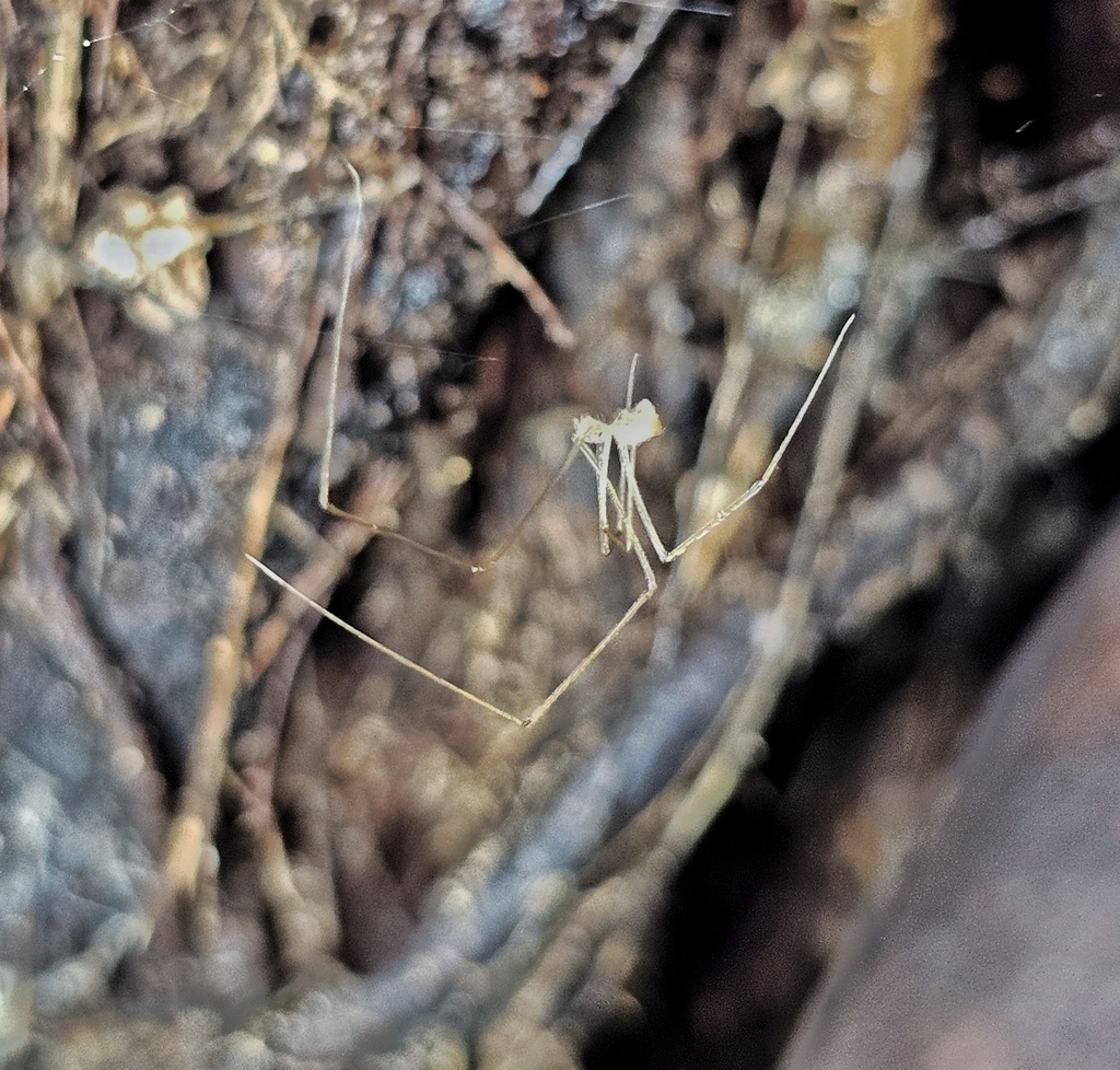 Psilochorus cordatus