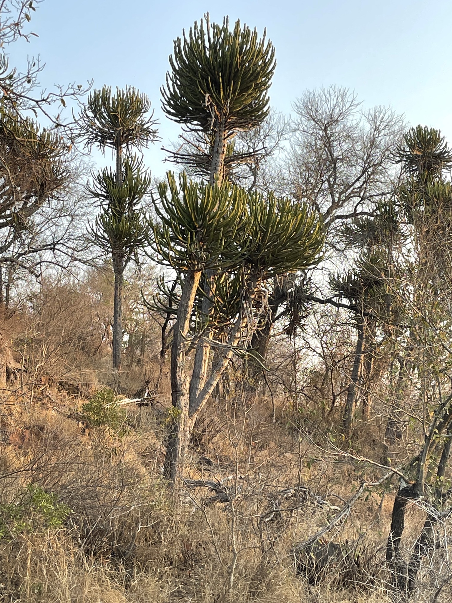 Euphorbia confinalis