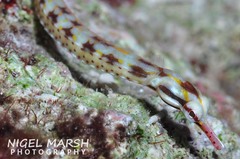 Corythoichthys conspicillatus