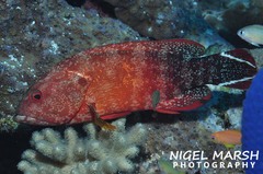 Cephalopholis urodeta