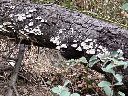 iNaturalist observation photo of splitgill mushroom