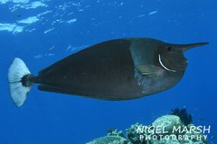 Spotted Unicornfish photo 5