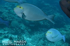 Acanthurus mata