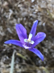 Brodiaea leptandra