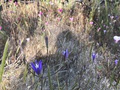 Brodiaea leptandra