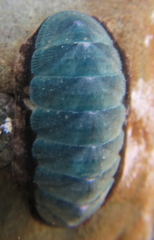 Ischnochiton maorianus