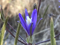 Brodiaea leptandra