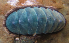 Ischnochiton maorianus