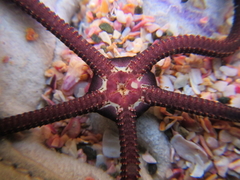 Ophiopsammus maculata