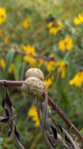 Sunflower Purse Gall Midge photo 2