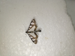Lepidoptera