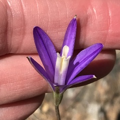 Brodiaea leptandra